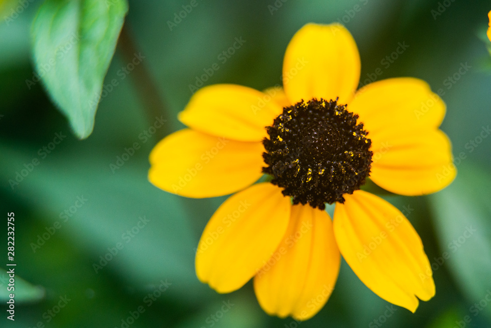 Three-lobed coneflower, brown-eyed Susan, thin-leaf coneflower or Rudbeckia triloba in garden