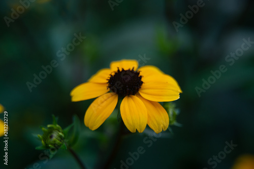 Three-lobed coneflower, brown-eyed Susan, thin-leaf coneflower or Rudbeckia triloba in garden