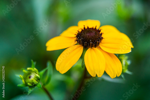 Three-lobed coneflower, brown-eyed Susan, thin-leaf coneflower or Rudbeckia triloba in garden