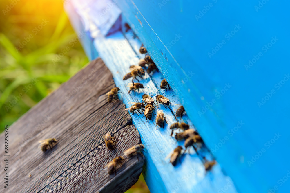 Bees returning from honey collection. Honey bees in blue hive entrance. Apis mellifera colony. Flying beekeeping bees. Summer in the apiary. Bees returning from honey collection. Honey bees in blue hive entrance. Apis mellifera colony. Flying beekeeping bees. Summer in the apiary.
