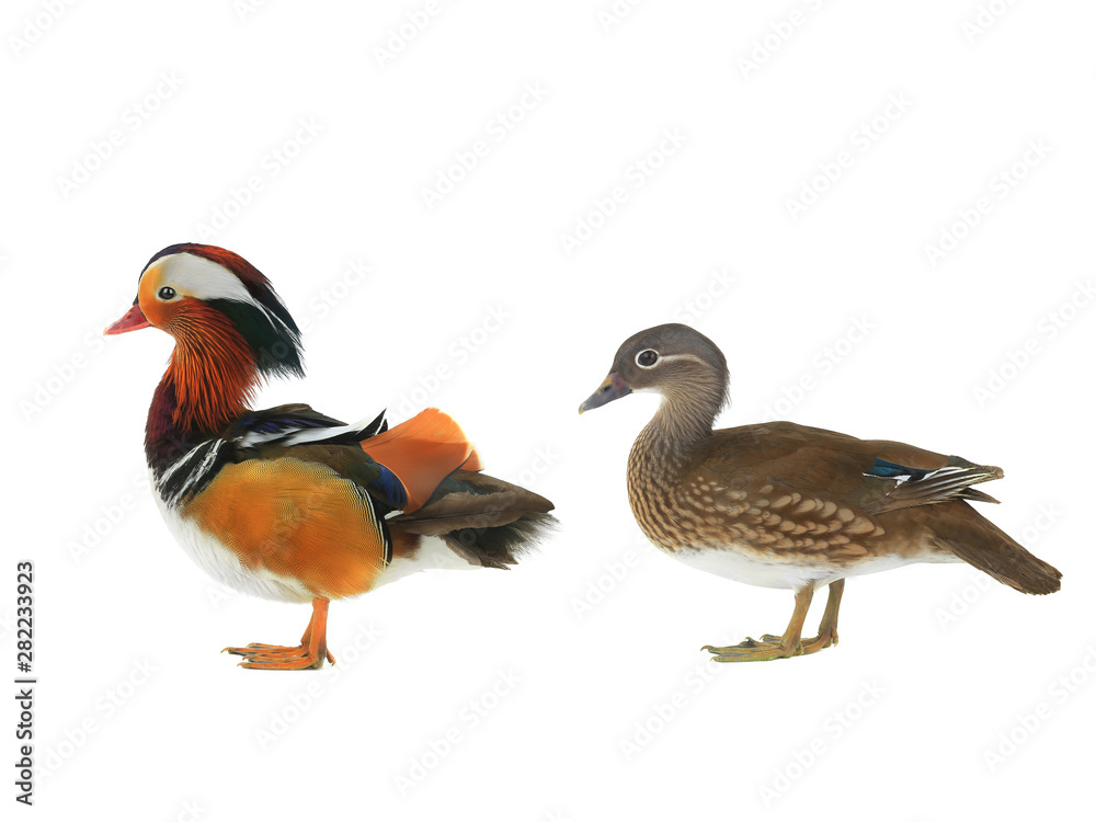 Mandarin ducks isolated on white Mandarin ducks isolated on white