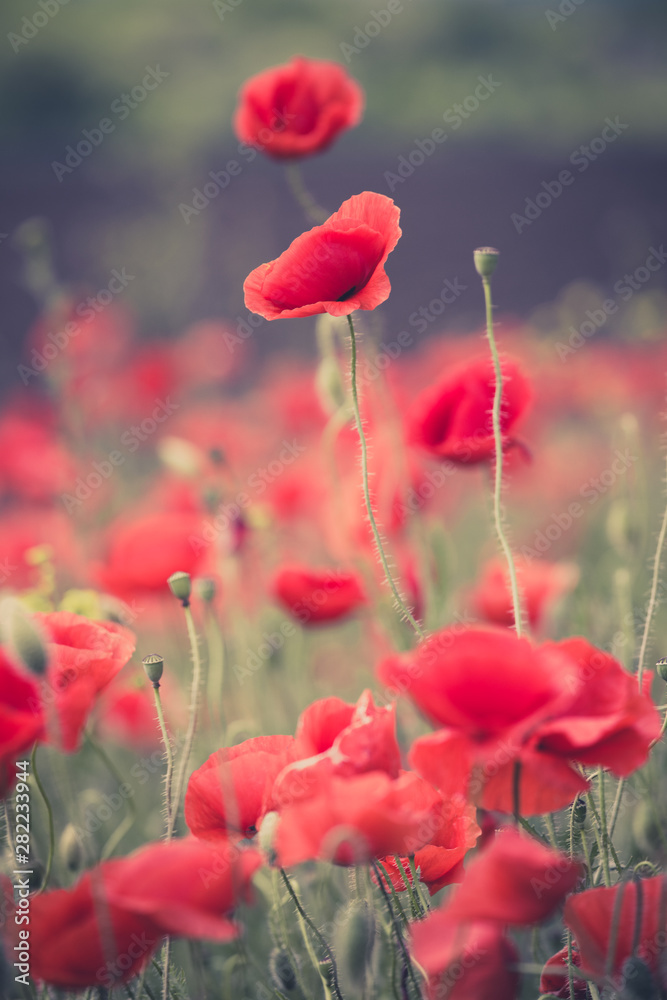 Obraz premium the poppies field