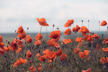Papier peint photo Coquelicots Étendue sauvage de coquelicots écarlates  © Sergii Mostovyi