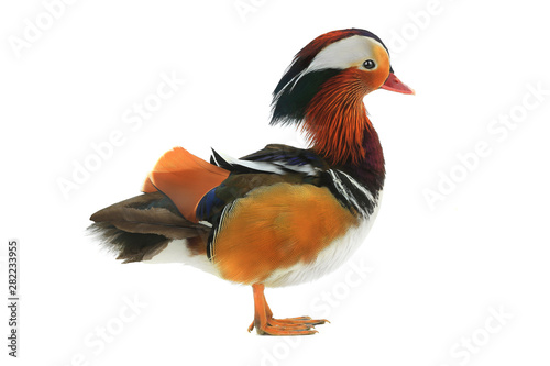 Mandarin duck isolated on white