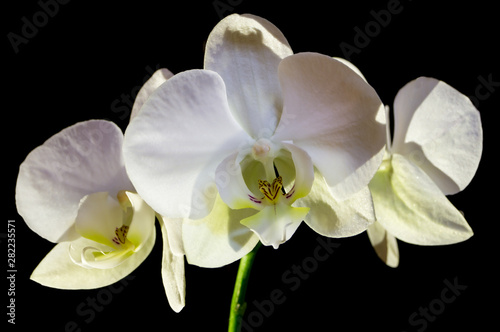 a group of white orchid flowers on black background