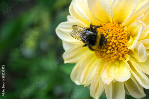 Rusty-patched Bumblebee gathering nectar from a yellow flower.