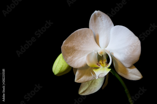 white orchid on black background