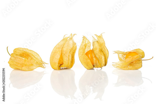 Group of four whole fresh orange physalis with husk in row isolated on white background