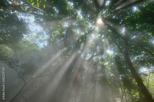 bright sunshine rays shine through green forest trees. Tyndall Effect