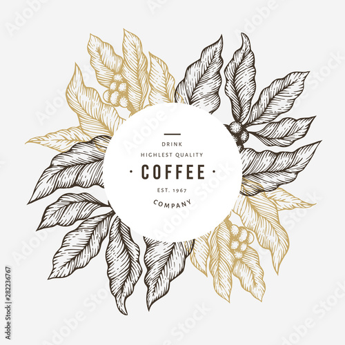 Coffee tree branch vector illustration. Vintage coffee background. Hand drawn engraved style illustration.