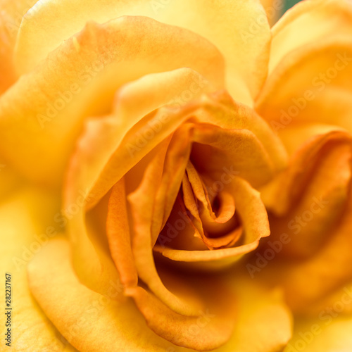 close up of a yellow rose flower