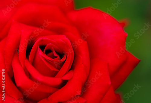 close up of a red rose flower
