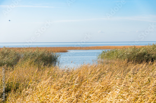 Reeds on the shore of the Zalew Szczeci  ski.