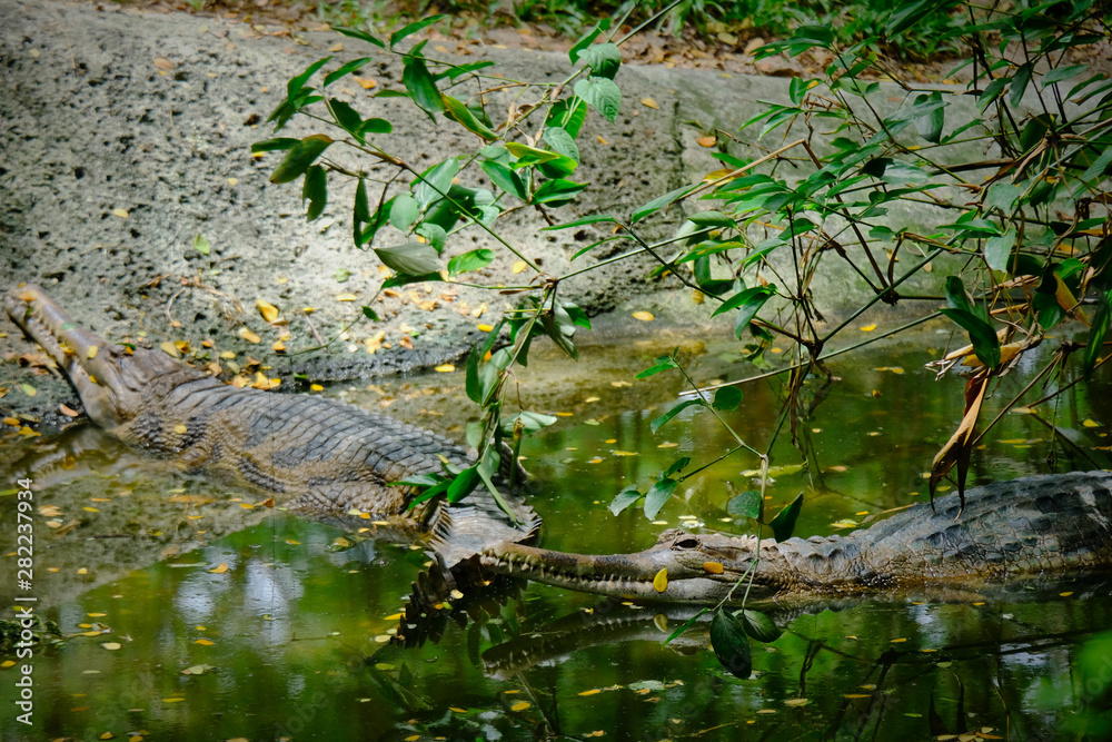 Malayan Gharial or False Gharial in Thai, Thailand Malayan Gharial or False Gharial in Thai, Thailand