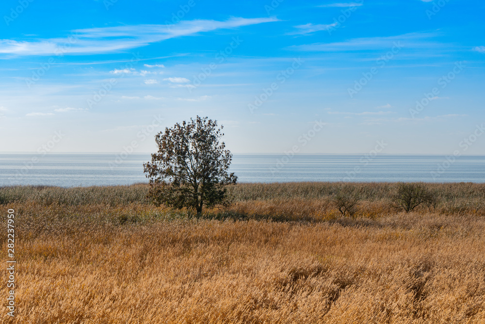 Reeds on the shore of the Zalew Szczeciński.