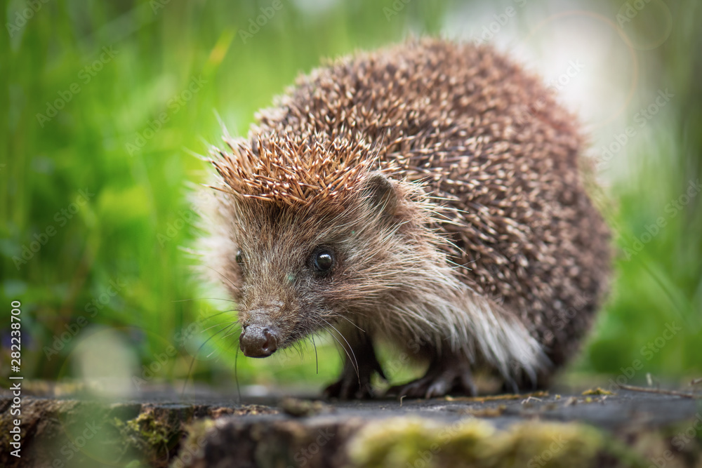 Cute common hedgehog on a stump in spring or summer forest during dawn. Young beautiful hedgehog in natural habitat outdoors in the nature. Cute common hedgehog on a stump in spring or summer forest during dawn. Young beautiful hedgehog in natural habitat outdoors in the nature.