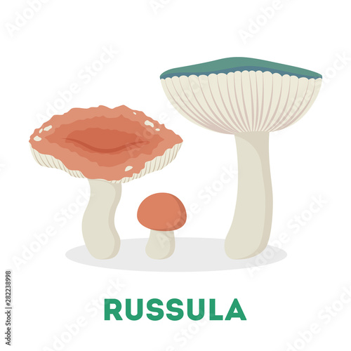 Russula mushroom. Food from the forest, fresh organic fungus