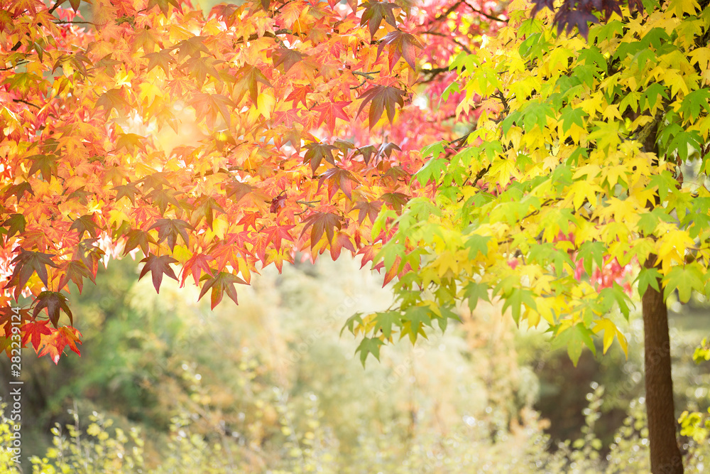 Magic autumn maple leaves.Season of beautiful autumn leaves. Magic autumn maple leaves.Season of beautiful autumn leaves.