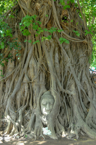 Buddha in a tree photo