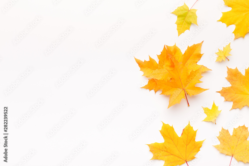 Frame of yellow fallen maple leaves on white background Frame of yellow fallen maple leaves on white background