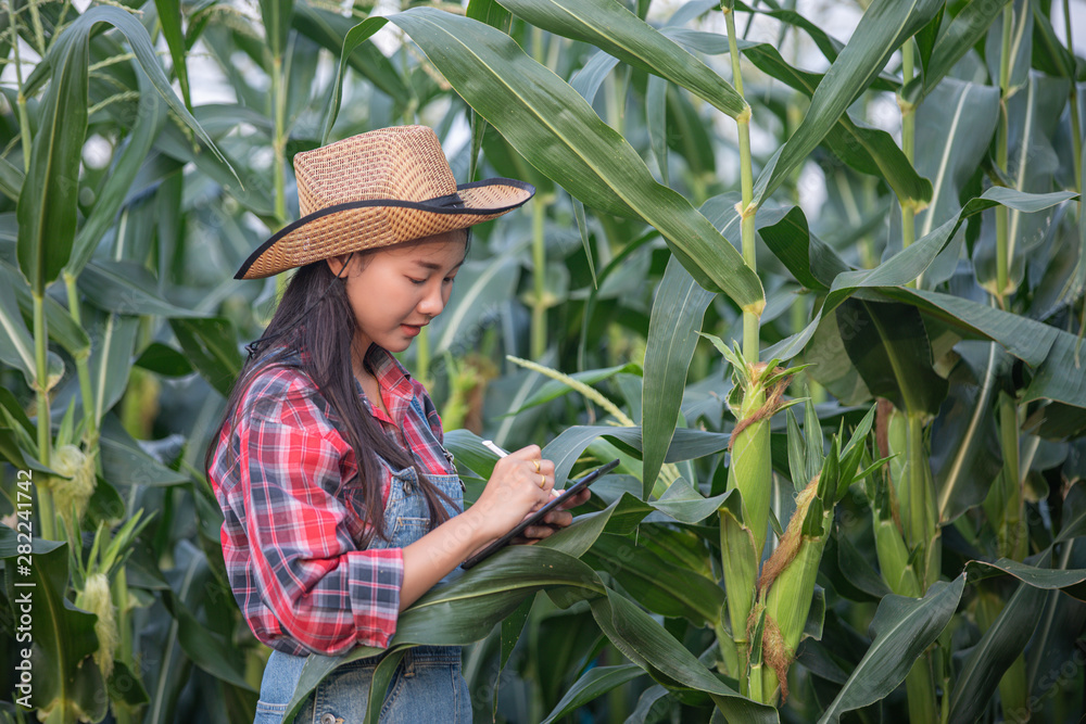Asian women Agronomist and farmer  Using Technology for inspecting in Agricultural Corn Field .