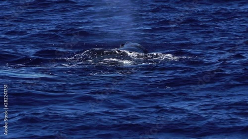 噴気を上げるマッコウクジラの親子　小笠原