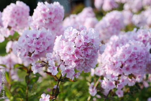 Phlox in the Park