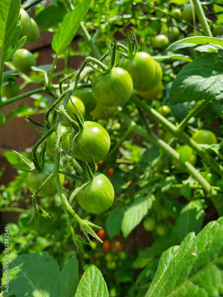 Fresh tomatoes plants. Organic tomatoes in garden Fresh tomatoes plants. Organic tomatoes in garden