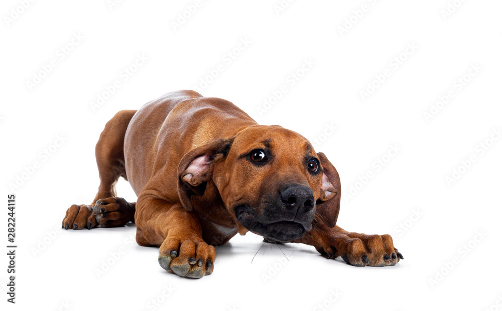 Obraz premium Pretty Rhodesian Ridgeback pup laying down / playing. Looking at lens with brown eyes. Isolated on white background.
