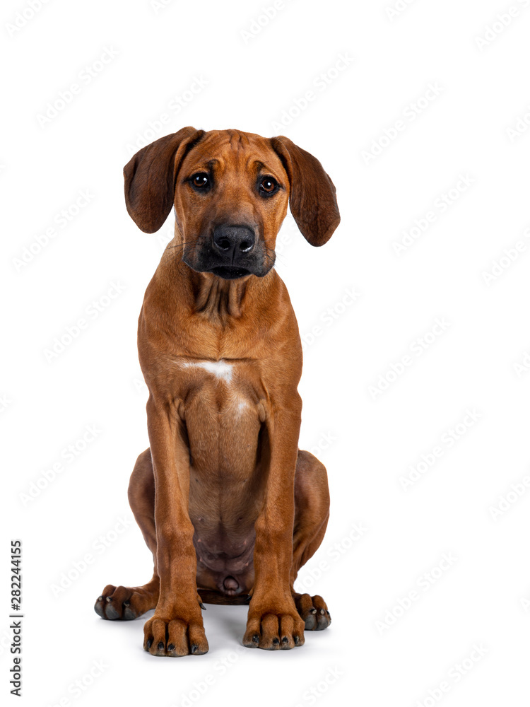 Pretty Rhodesian Ridgeback pup sitting straight up. Looking to lens with brown eyes and droopy face Isolated on white background.