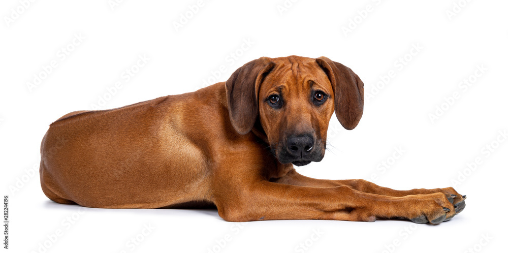 Pretty Rhodesian Ridgeback pup laying down side ways. Looking at lens with brown eyes. Isolated on white background.