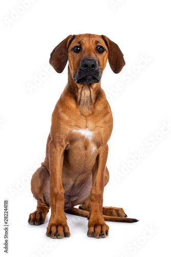 Pretty Rhodesian Ridgeback pup sitting straight up. Looking beside lens with brown eyes. Isolated on white background.