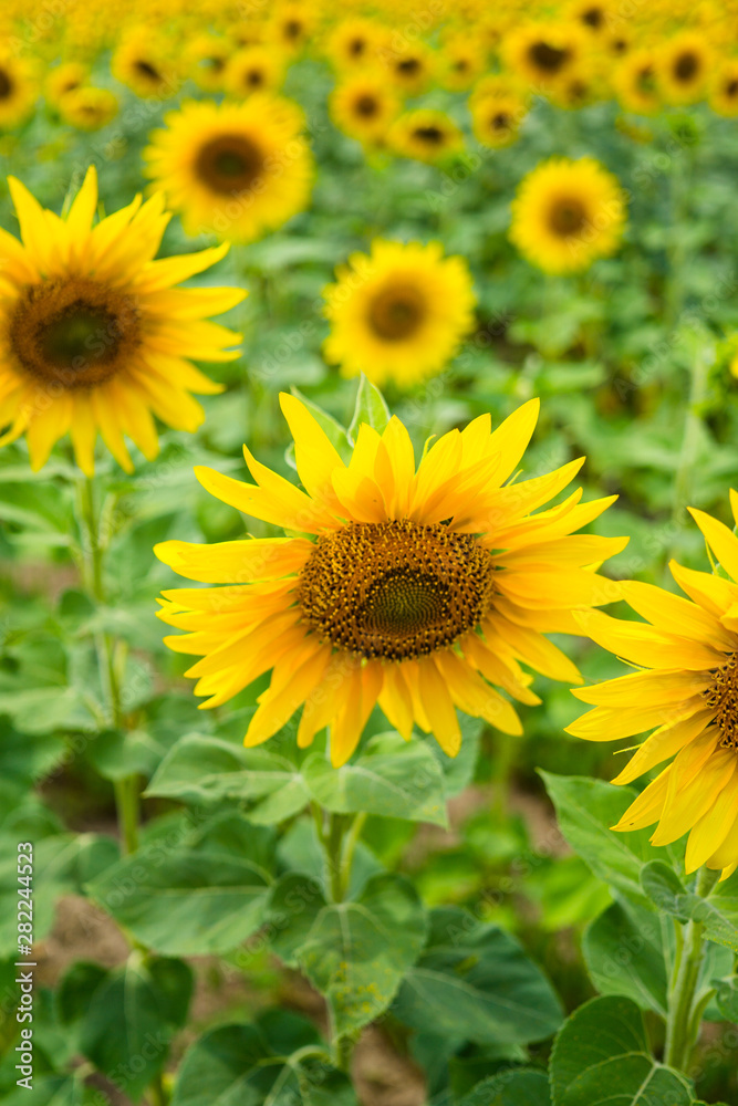 Yellow summertime sun flowers and petals closeup Yellow summertime sun flowers and petals closeup