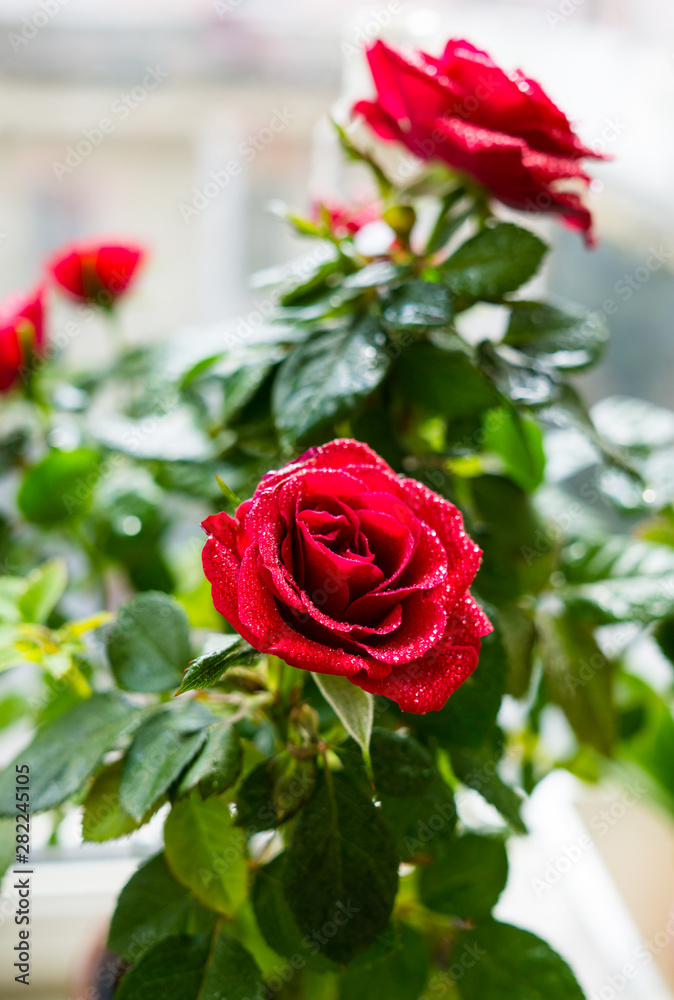 Little red roses with water drops close-up Little red roses with water drops close-up