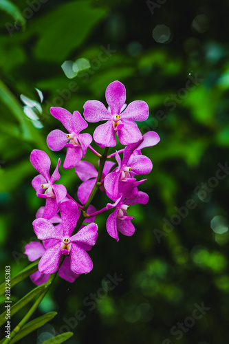 purple Thai orchid in the garden
