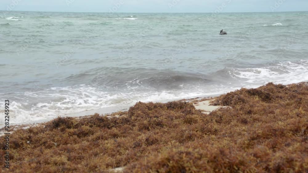 Brown Pelican dives into ocean waves, Miami Beach Brown Pelican dives into ocean waves, Miami Beach