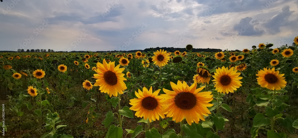 Fototapeta premium field of sunflowers