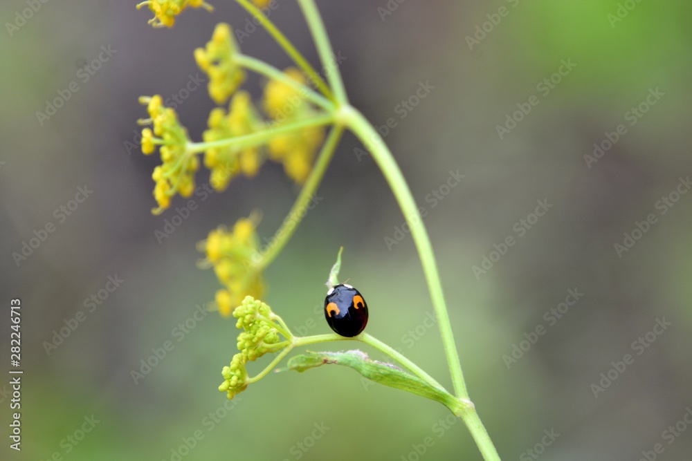 little black bug little black bug