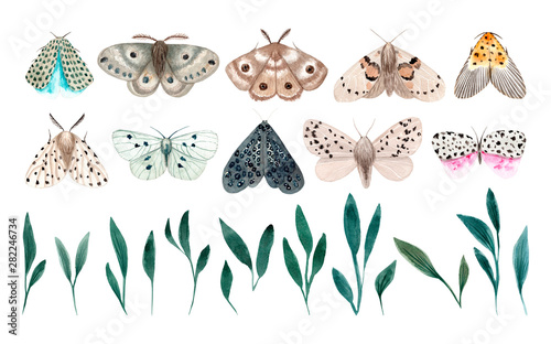 Watercolor night moth isolated on white background. Moths vintage illustration. Night butterfly. photo