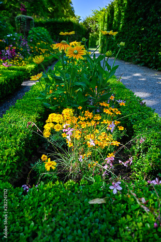 corange and yellow oneflowers in a flowerbed photo