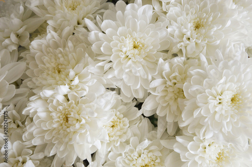 white chrysanthemum. bouquet of white flowers. background for postcards. © Alena Mostovich