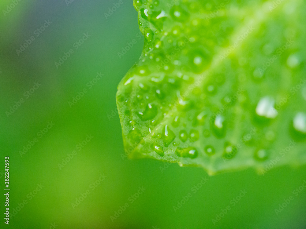 Fototapeta premium Water drops on a green leaf.