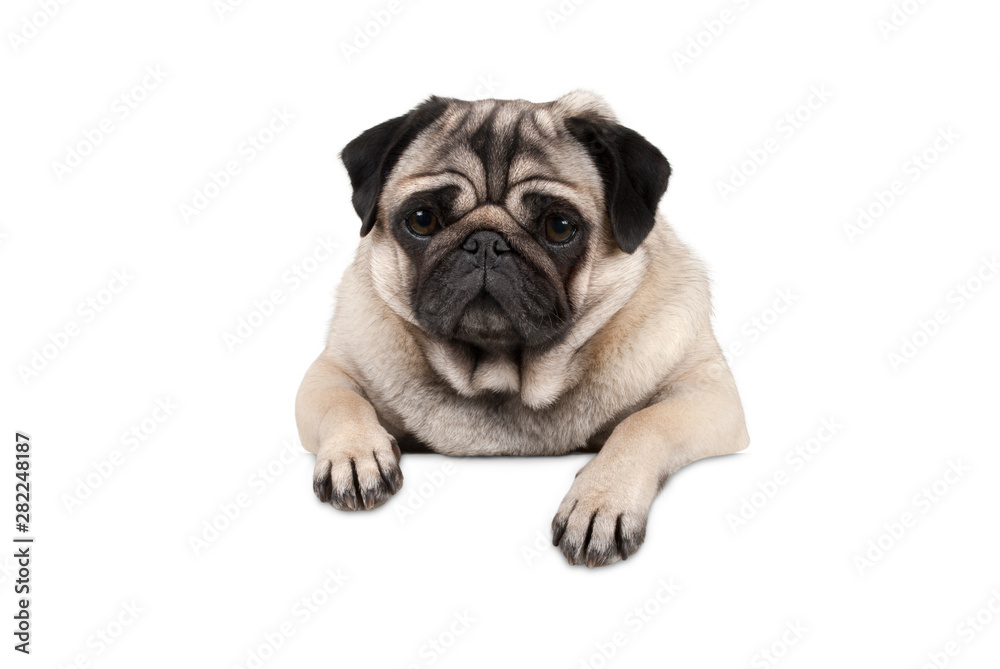 cute little pug puppy dog, looking watchful waiting, hanging with paws on white banner, isolated from background