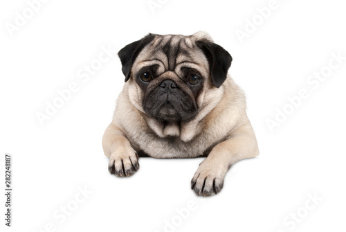 cute little pug puppy dog  looking watchful waiting  hanging with paws on white banner  isolated from background