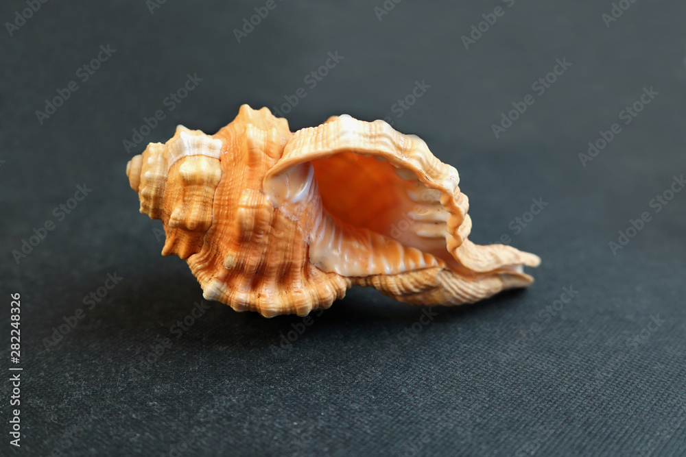 Yellow seashell Tutufa bubo a dark background. Yellow seashell Tutufa bubo a dark background.