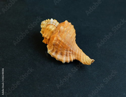 Yellow seashell Tutufa bubo a dark background.  photo