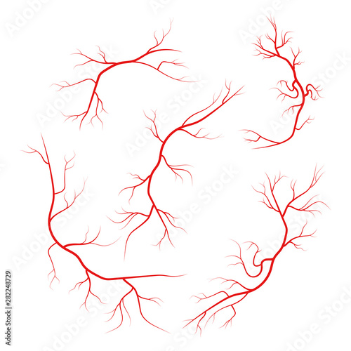 Illustration set of human veins, vector icons