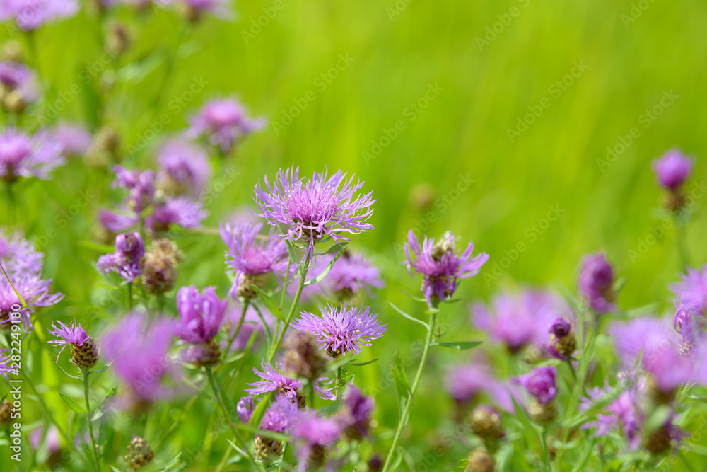 Obraz premium Cornflowers medicinal herb flowering in the field. Blooming cornflowers in the garden. Bouquet of cornflowers on a green background.