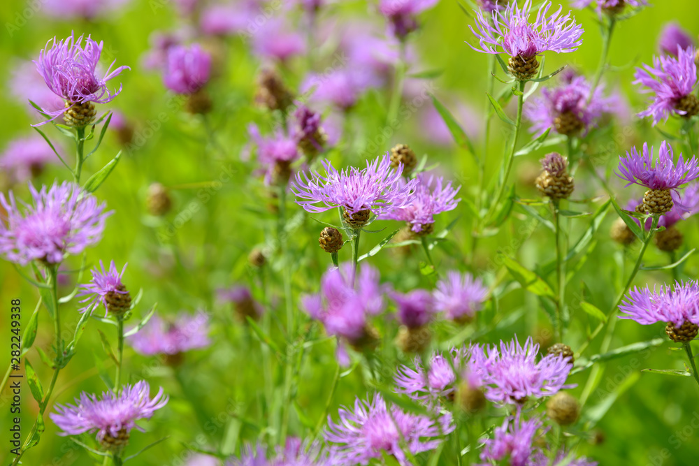 Cornflowers medicinal herb flowering in the field. Blooming cornflowers in the garden. Bouquet of cornflowers on a green background. Cornflowers medicinal herb flowering in the field. Blooming cornflowers in the garden. Bouquet of cornflowers on a green background.