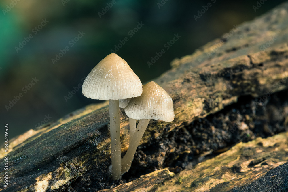 Pilz Pilz